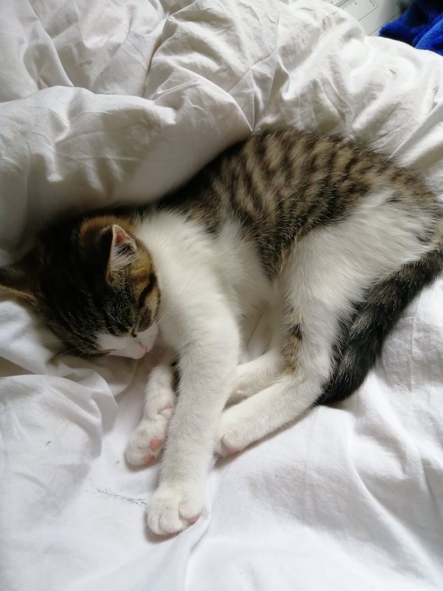 Want to feel relaxed like this gorgeous kitten? I will be giving 50% of what I earn from my massages from now until 26 June, to the Ration Challenge that I am doing starting next week. If someone wants to book and pay in advance, super! That works too! 😀

rationchallenge.org.uk/deirdre-mac-in…