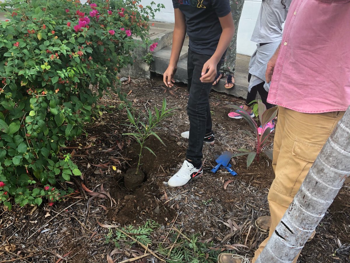 Plantation ce matin de quelques espèces #endémiques de La Réunion 🇷🇪  avec le service #environnement de la mairie... "Il y a des plantes 🌿🌱qu'on trouve seulement à #LaRéunion et elles sont rares, Shaynone 😊 <a href="/VilleduPort/">Ville du Port</a> 🙏