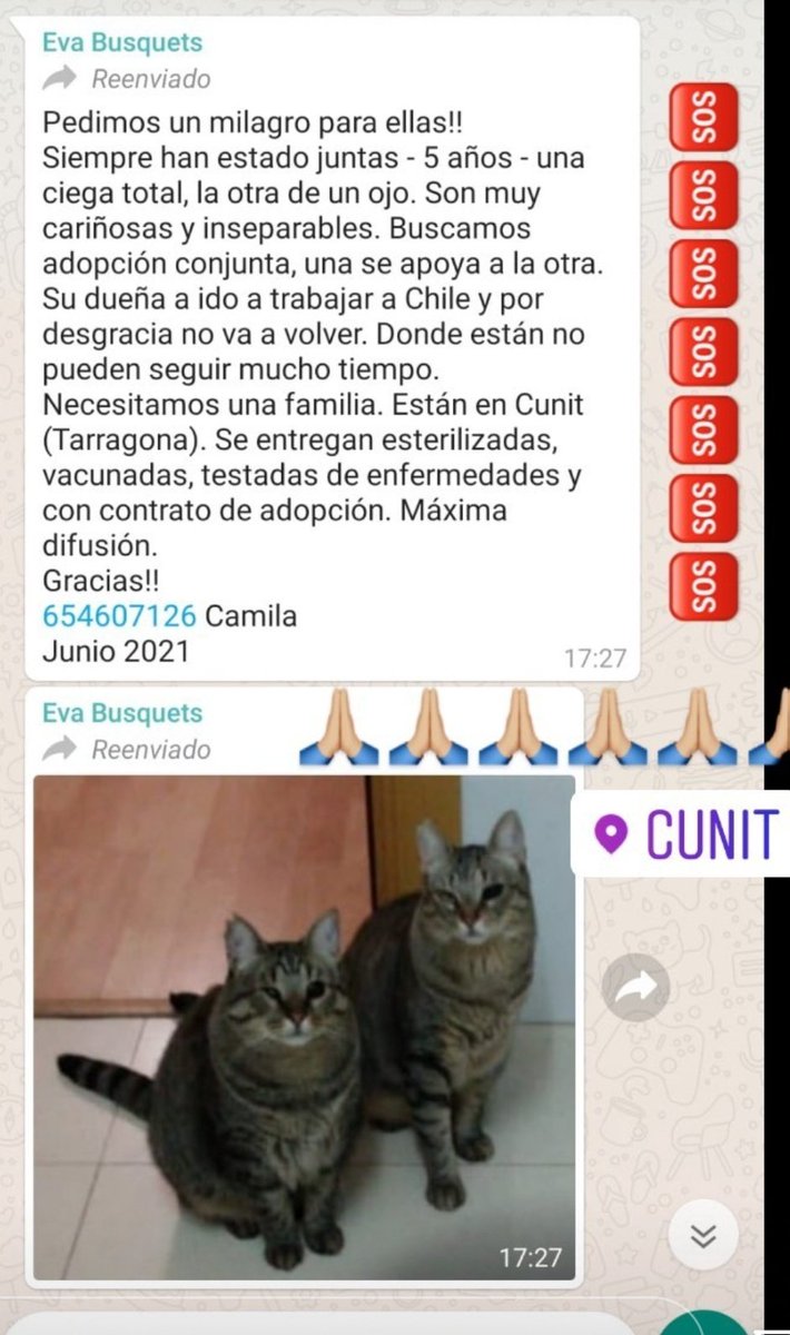 PizpiCat's tweet photo. 💔Gatitas ciega y medio ciega, se han quedado sin casa. Necesitan hogar juntas a ser posible. ¿Nos ayudas con un RT? #RT #nocompresadopta #adoptanocompres #gatosenadopcion @lavecinarubia @perezreverte https://t.co/h5CHymAE2R