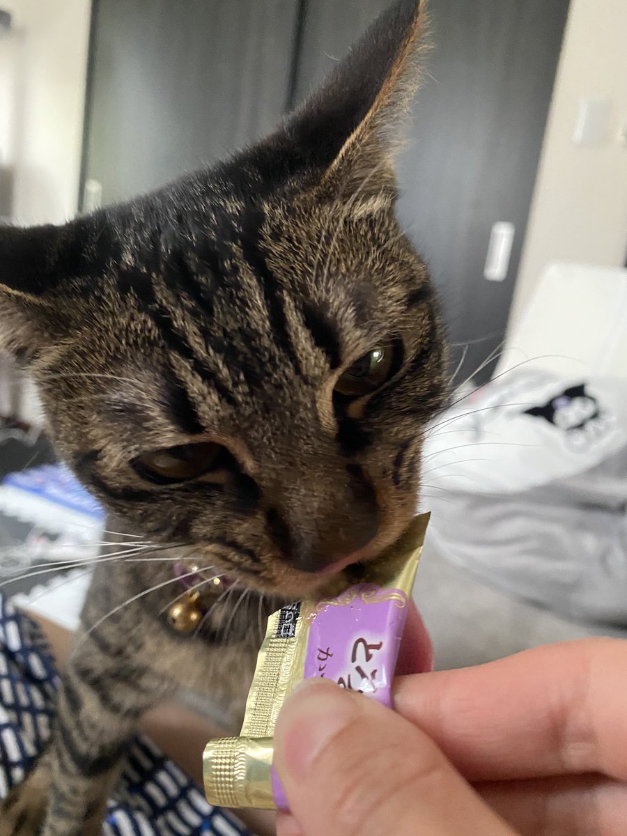 ট ইট র 猫 W ﾒﾝﾍﾗ女 病みほむ 230日目 ｳﾏｯ D ｳﾏｯ 猫がいる暮らし 猫がいる幸せ 猫がいる生活 猫をtlに流しちゃおう 猫好きさんと繋がりたい