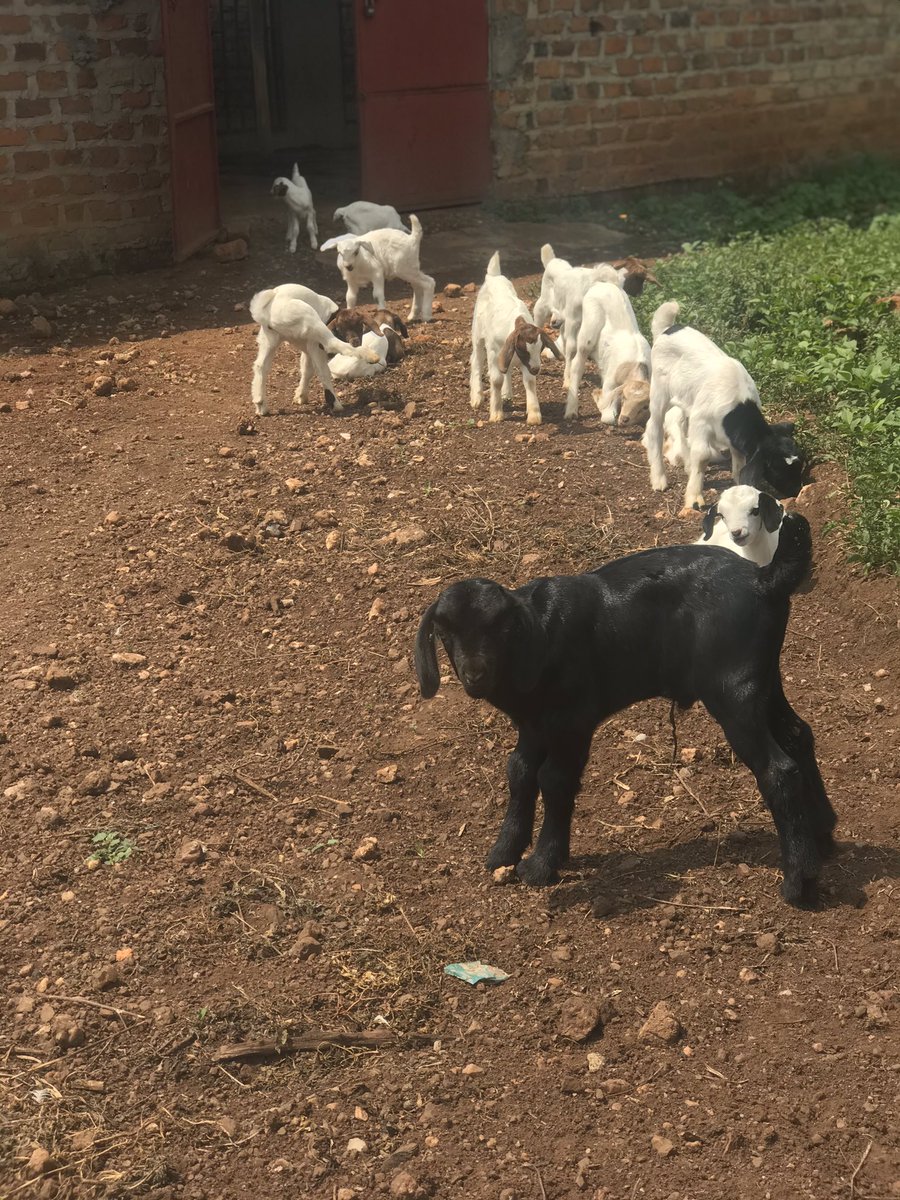 LZuhael's tweet photo. Farming is ma pride 🐐
#FunFarmingUganda
#FarmingTwitter https://t.co/PnWGPVGaRd