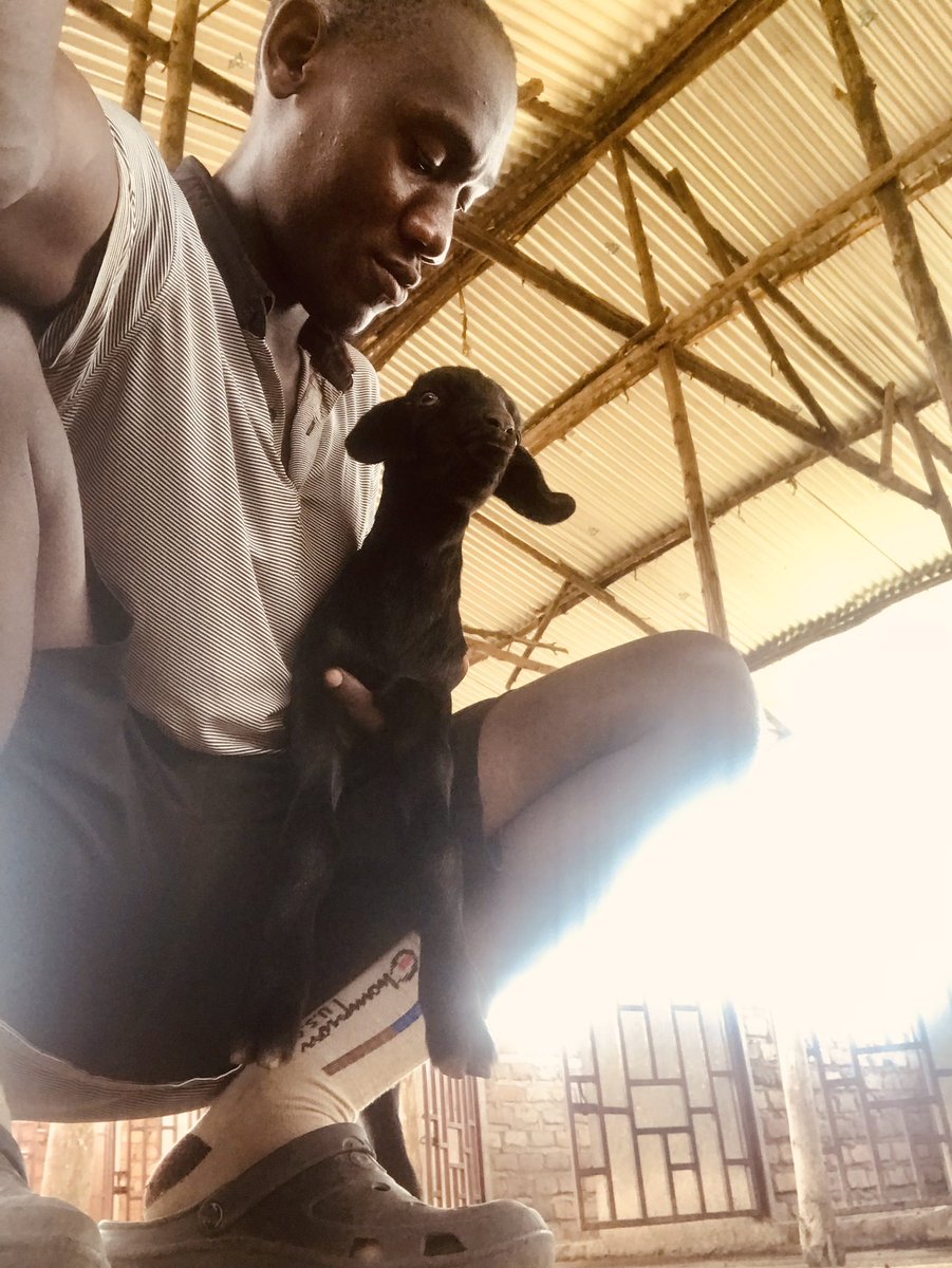 LZuhael's tweet photo. Farming is ma pride 🐐
#FunFarmingUganda
#FarmingTwitter https://t.co/PnWGPVGaRd