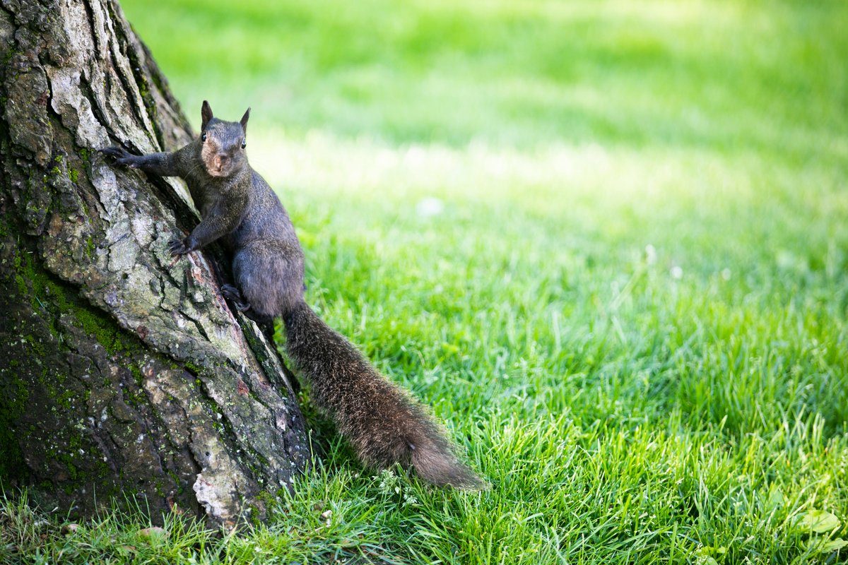 Harvard's tweet photo. More Harvard Yard visitors! https://t.co/sgl1RFesAP