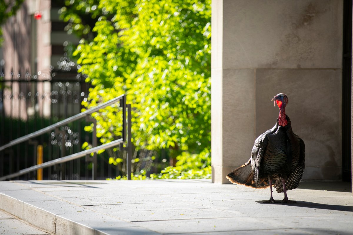 More Harvard Yard visitors!