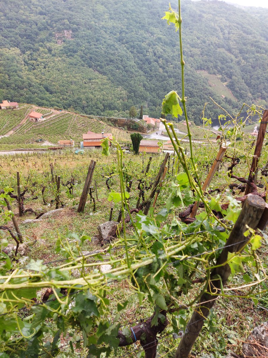 De visita na viña da mingona en  S. Fiz en Chantada. Dá inmensa tristura ás persoas foráneas, inimaxible para as afectadas. Axudas inmediatas <a href="/Xunta/">Xunta de Galicia</a>