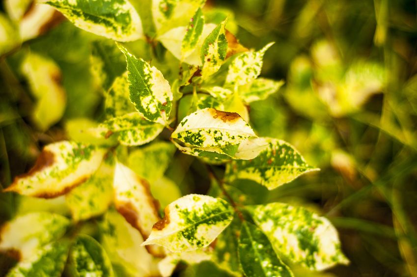 ForestTreeTX's tweet image. The best way to protect your trees from disease is to know what to look for. These are the most common tree diseases in Texas to be aware of!
foresttreeservicekingwood.com/4-of-the-most-…