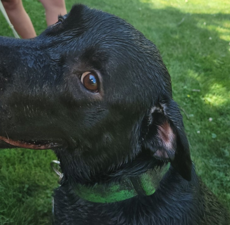 News4SA's tweet photo. A family is heartbroken after their dog got out and was later found covered in spray paint. He was only gone 20 minutes.

"We found him on the corner locked in a position. His eyes spray painted shut, his ears, his mouth, and his entire body." https://t.co/deRB06RQ6N https://t.co/Edsbyi2E2p