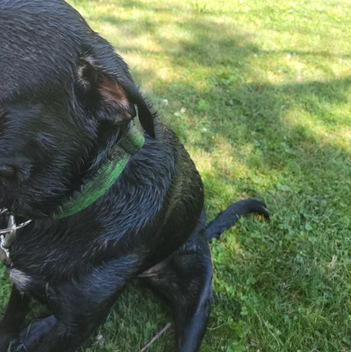 News4SA's tweet photo. A family is heartbroken after their dog got out and was later found covered in spray paint. He was only gone 20 minutes.

"We found him on the corner locked in a position. His eyes spray painted shut, his ears, his mouth, and his entire body." https://t.co/deRB06RQ6N https://t.co/Edsbyi2E2p