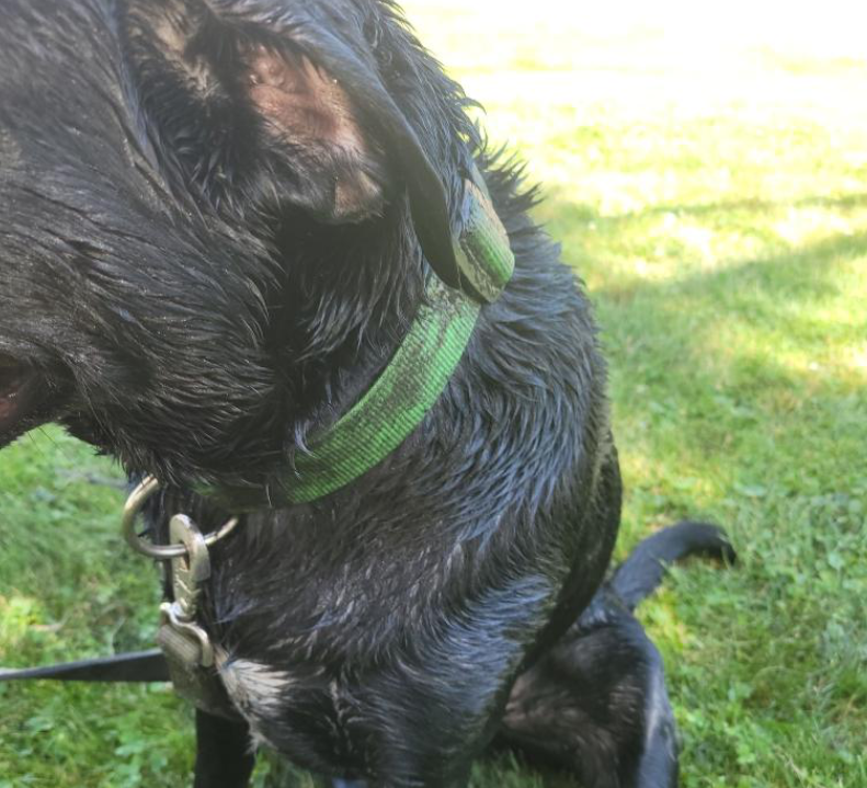 News4SA's tweet photo. A family is heartbroken after their dog got out and was later found covered in spray paint. He was only gone 20 minutes.

"We found him on the corner locked in a position. His eyes spray painted shut, his ears, his mouth, and his entire body." https://t.co/deRB06RQ6N https://t.co/Edsbyi2E2p
