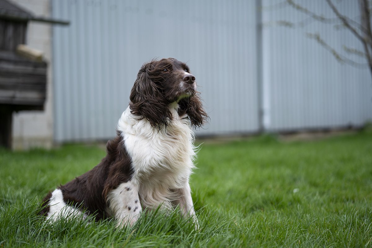 Dogs at stud. We are committed to only breeding from our dogs if they are genetically clear from any inherited conditions. 

To enquire about our breeding dogs, their health or to watch them work please visit our website; stoneycairn.com/dogs-at-stud/

#stoneycairn #gundogsyorkshire