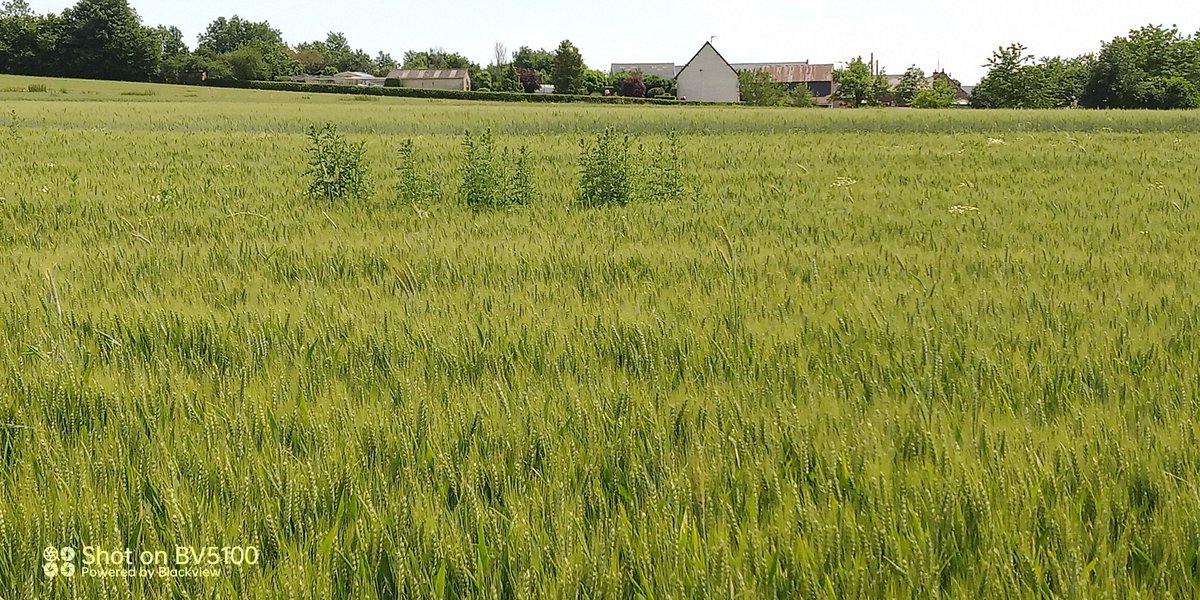 AisneItb's tweet photo. #culturebio un des plus gros enjeu de la pérennité de la #bio est là bonne gestion des vivaces ! Dans toutes les cultures ! https://t.co/XkHictmfsr