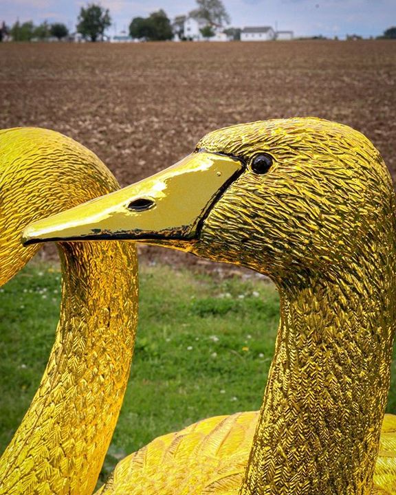 cosmichrome's tweet photo. GOLDEN GOOSE (swan) ON THE LOOSE! petesrodnest chrome these birds to ensure they reflect their inner glory.
๐ฆขโจ
#swans #goldengoose #golden #chromegold #allchrome #chromeart #chromedesign #spraychrome #chromeplating #chromeit #chrometheworld #Cosmichrome https://t.co/B6bA7jcCM2