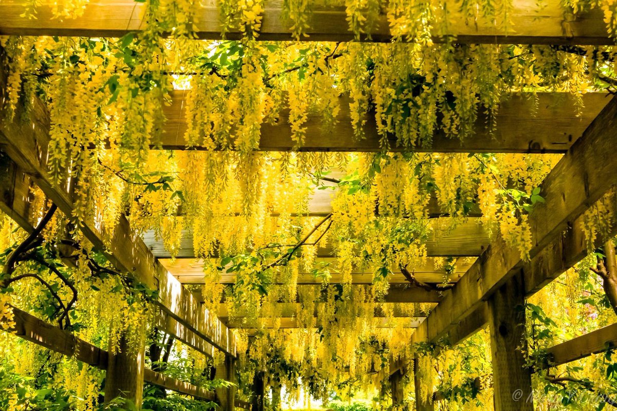 Just bringing some sunshine into your day! 
#StAndrewsByTheSea #ExploreNB #KingsbraeGarden