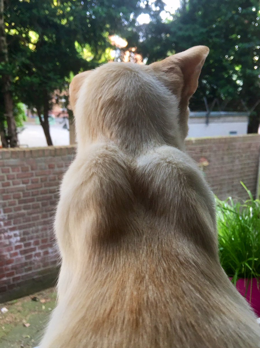 Sammy & Felino (@sammyfelino) on Twitter photo 