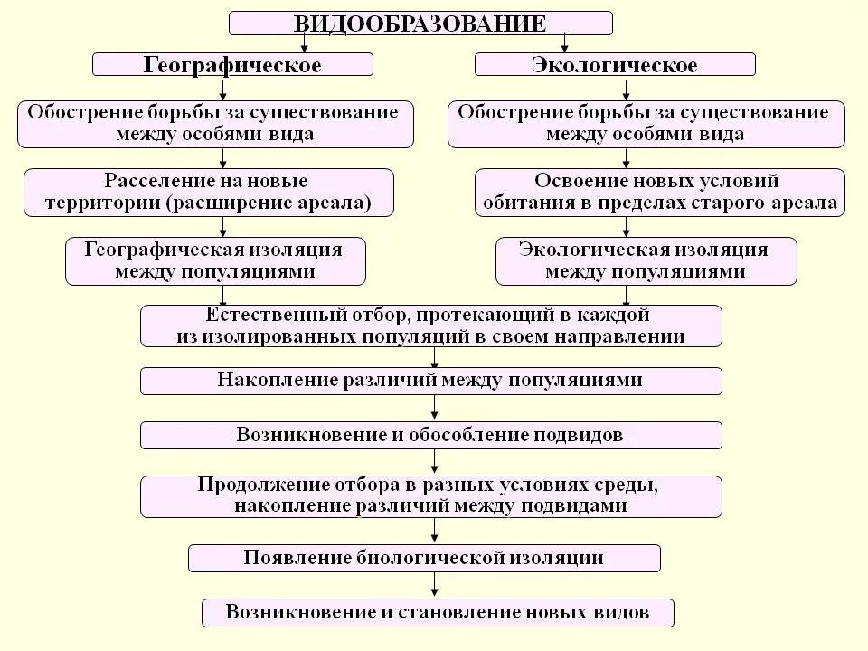 Последовательность этапов экологического видообразования. Пути и способы видообразования таблица. Этапы экологического видообразования биология 9 класс. Основные этапы географического и экологического видообразования. Схема процесса видообразования.