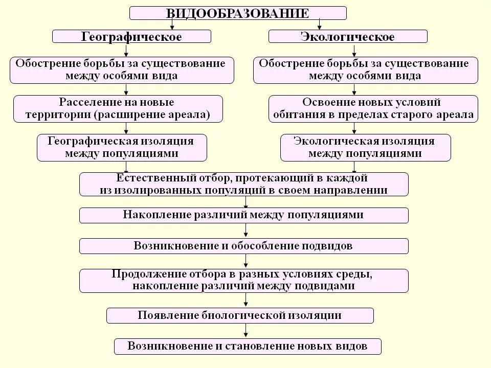 Экологическое видообразование возникает в результате. Пути и способы видообразования таблица. Этапы экологического видообразования биология 9 класс. Основные этапы географического и экологического видообразования. Схема процесса видообразования.