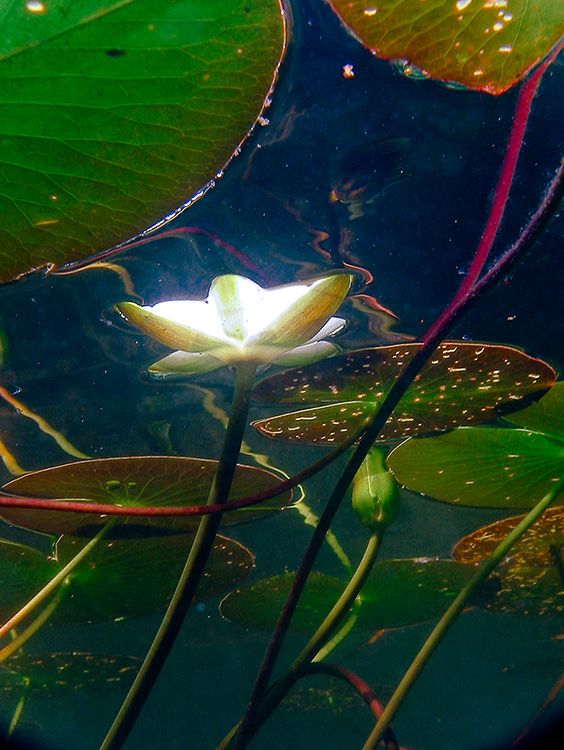 MahaAtulya's tweet photo. पद्म...

#waterlily #lotusflower 
#maharashtra #nature #natureofmaharashtra #flower #flowers #wondersofnature #beautifulnature #flowerphotography https://t.co/k6AQNE69ls