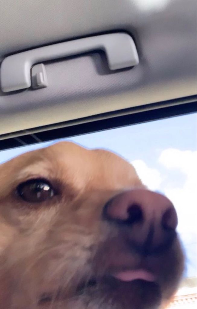 ariana_arigra_'s tweet photo. Happy Birthday Toulouse🤍🐕🤍 https://t.co/WooHR1zVIP