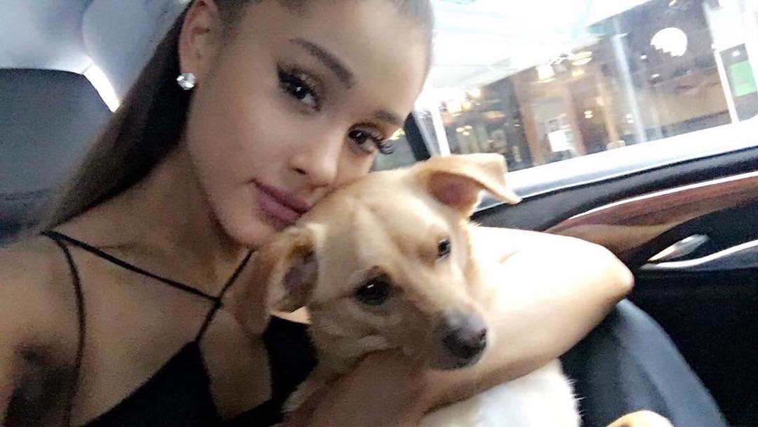 ariana_arigra_'s tweet photo. Happy Birthday Toulouse🤍🐕🤍 https://t.co/WooHR1zVIP