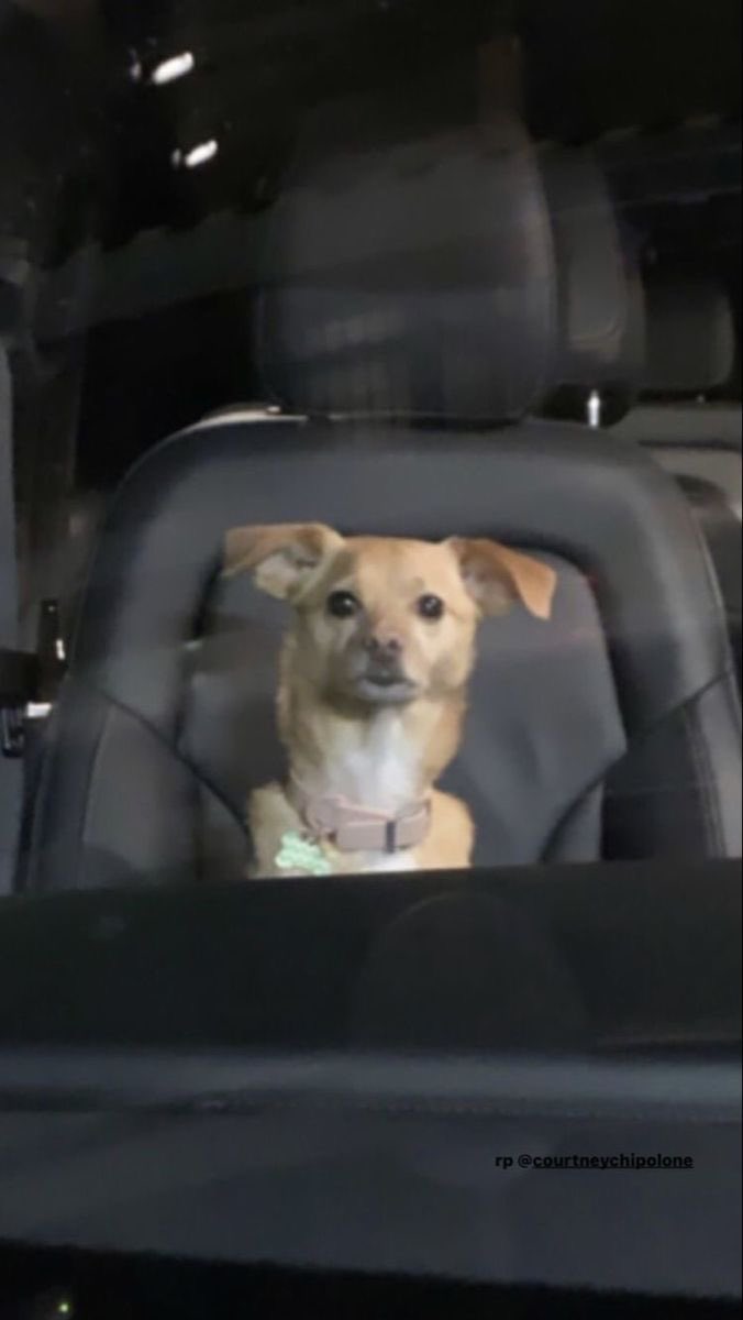 ariana_arigra_'s tweet photo. Happy Birthday Toulouse🤍🐕🤍 https://t.co/WooHR1zVIP