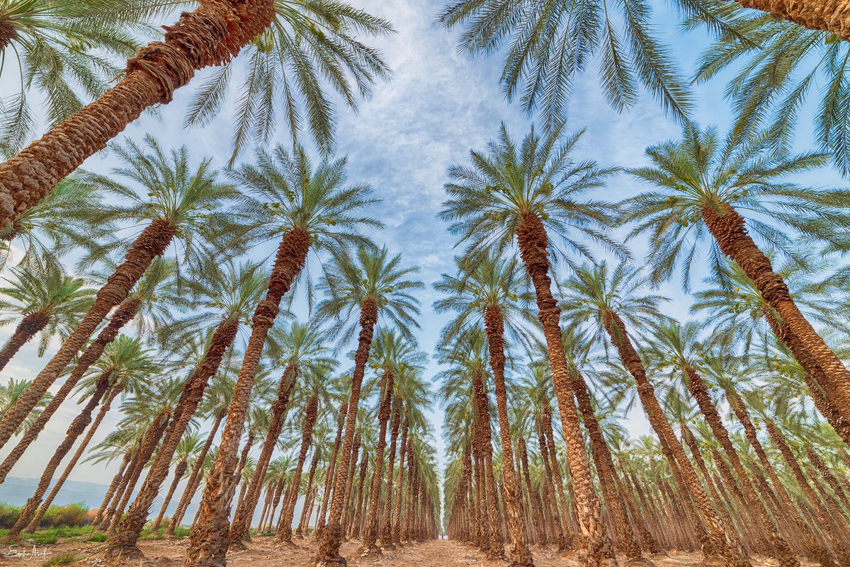 فى اليوم العالمي لمكافحة التصحر هل تعلم ان إسرائيل الصحراوية توفر 95% من الموارد الغذائية