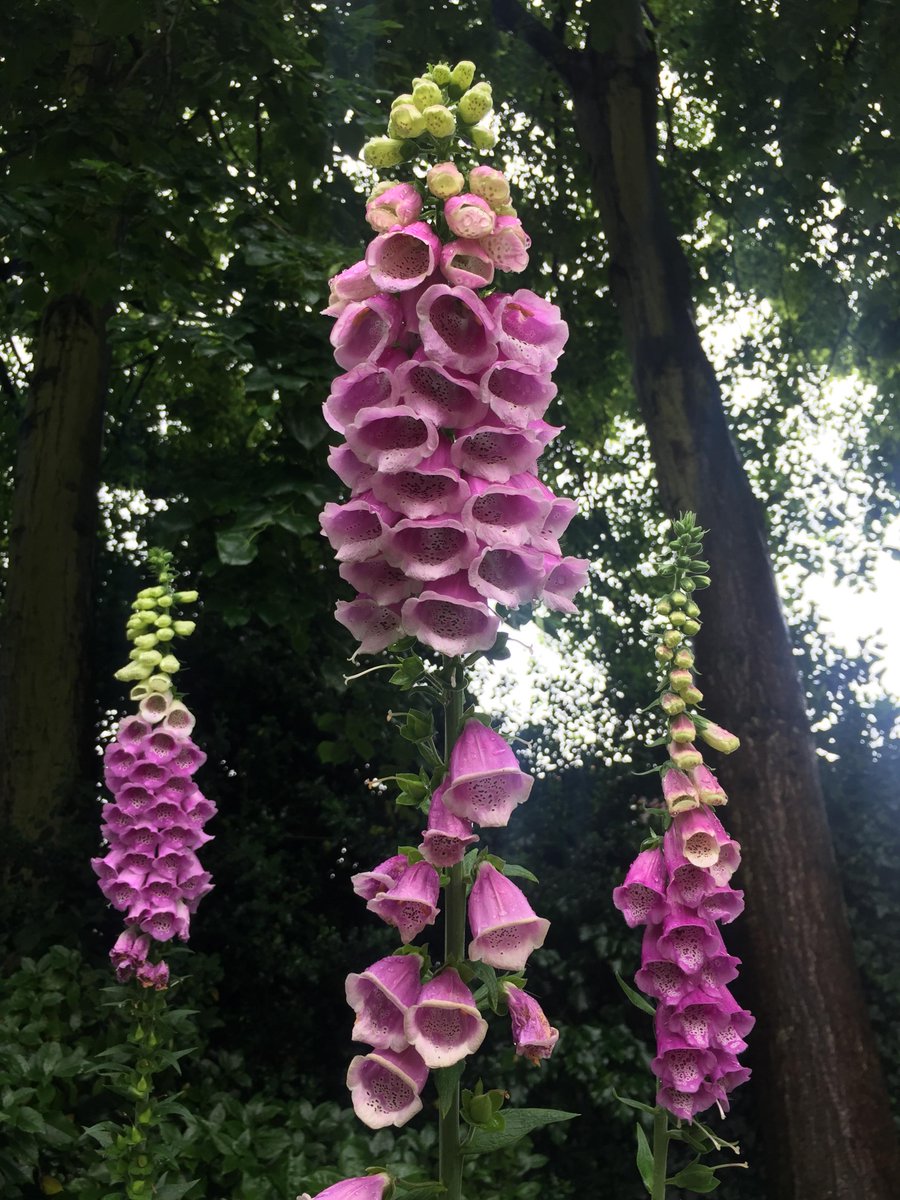 GreenwichHT's tweet photo. This week is #britishflowersweek 💐 We wanted to celebrate it by showing you our lovely oriental poppies, foxgloves 🦊, lamb's ears 🐑 and beardtongues 👅. We would like to see what you've got in your gardens now, please share your pictures in the comments below! 
@MarketFlowers https://t.co/wKfpkPgevR