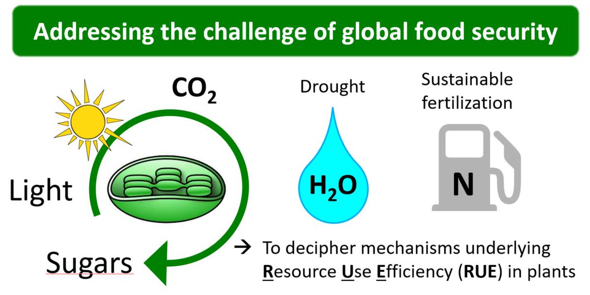 c4future1's tweet photo. Take a look at https://t.co/hUEScIkKqB for more information 
#c4future #c4crops https://t.co/GZxpzghPRO