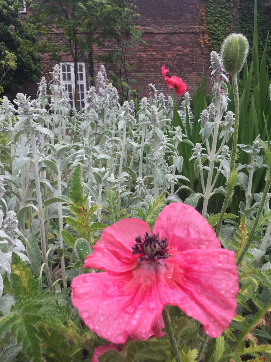 GreenwichHT's tweet photo. This week is #britishflowersweek 💐 We wanted to celebrate it by showing you our lovely oriental poppies, foxgloves 🦊, lamb's ears 🐑 and beardtongues 👅. We would like to see what you've got in your gardens now, please share your pictures in the comments below! 
@MarketFlowers https://t.co/wKfpkPgevR