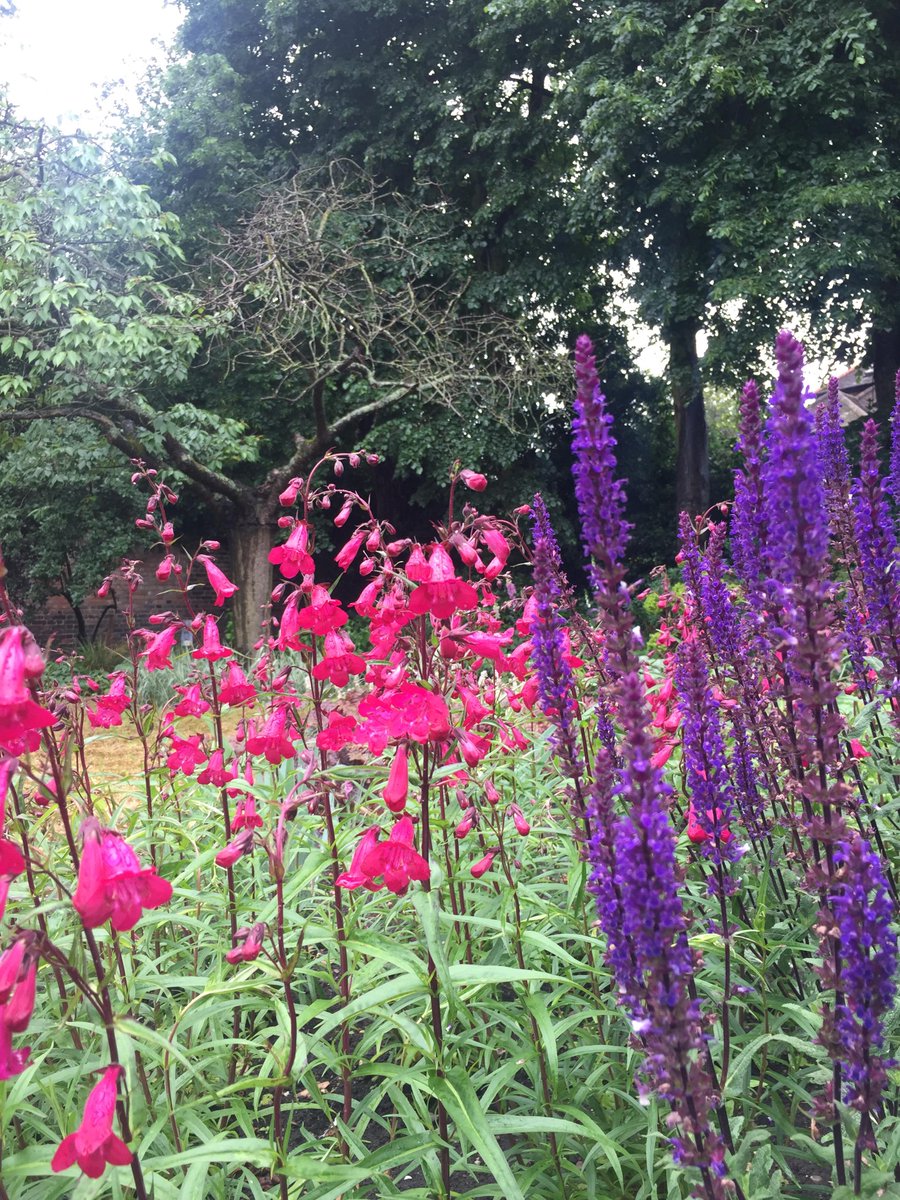 GreenwichHT's tweet photo. This week is #britishflowersweek 💐 We wanted to celebrate it by showing you our lovely oriental poppies, foxgloves 🦊, lamb's ears 🐑 and beardtongues 👅. We would like to see what you've got in your gardens now, please share your pictures in the comments below! 
@MarketFlowers https://t.co/wKfpkPgevR