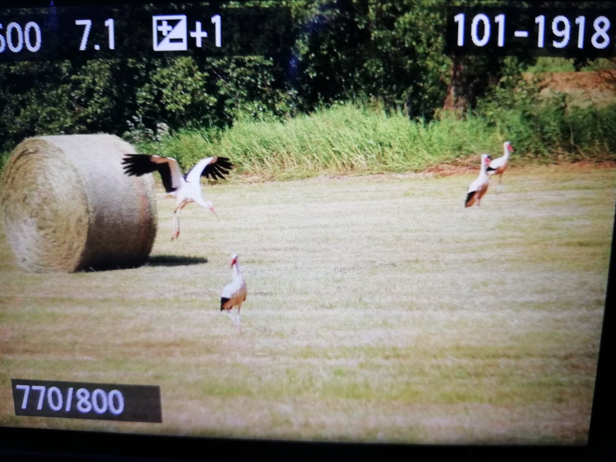 AsWinkart's tweet photo. Hatte gerade Besuch von 6 Störchen... 😱😳😍🥰 1/x #Storchencontent #weißstorch #Klapperstorch #birdsseenin2021 https://t.co/bp98WTv1RG
