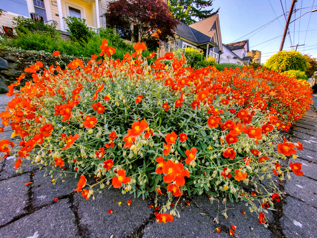 The Peoples Gardening Collective tweet media