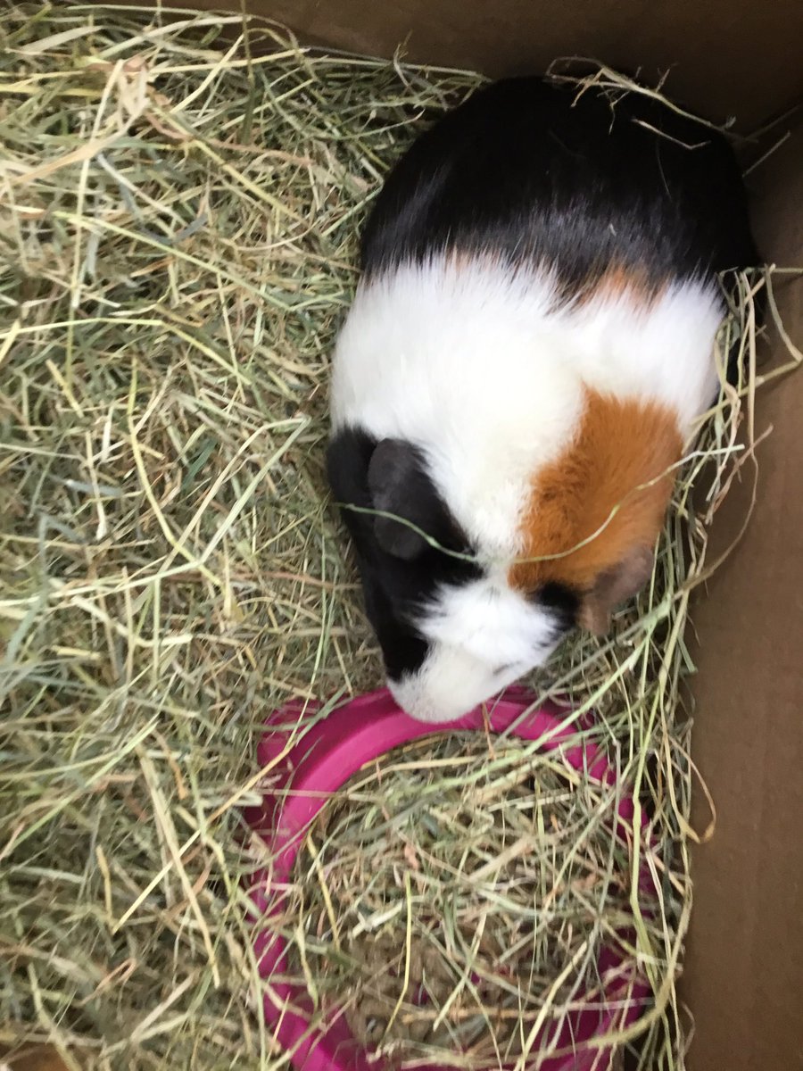 Introducing the newest additions to our Ravens family... meet Elsa and Anna the guinea pigs 😍<a href="/Ravens_Academy/">Ravens Academy</a>