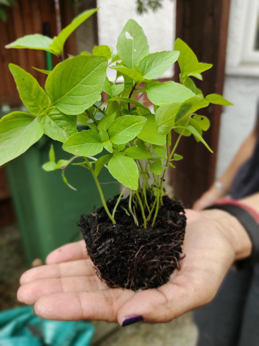 progresslondon's tweet photo. Building with our communities, on so many levels....
#TheBiggerPicture #Seed2Plate #Empowerment #FutureFood #Time4Progress #Heritage #Global #SocialChange #ResilienceArts #ResilienceFilm #ResilienceGardening #Food4Thought #ThinkofOthers #ThinkOutoftheBox #BeSafe https://t.co/wkzgiPPJjG