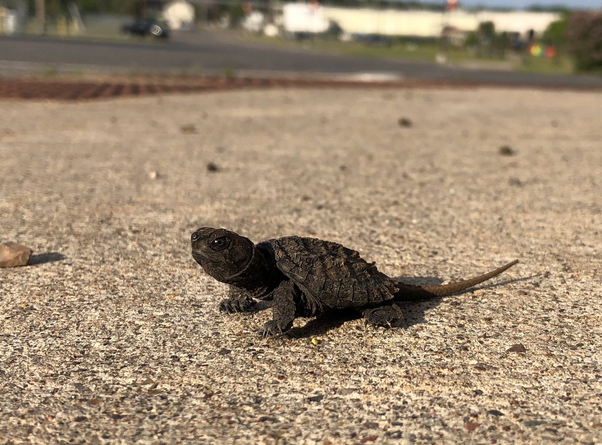 I'm glad I decided to take the trash out this morning! This little hatchling snapper decided it would take a tour around town but I foiled his plans by taking him to the marsh instead. #SnappingTurtle #TurtleThursday