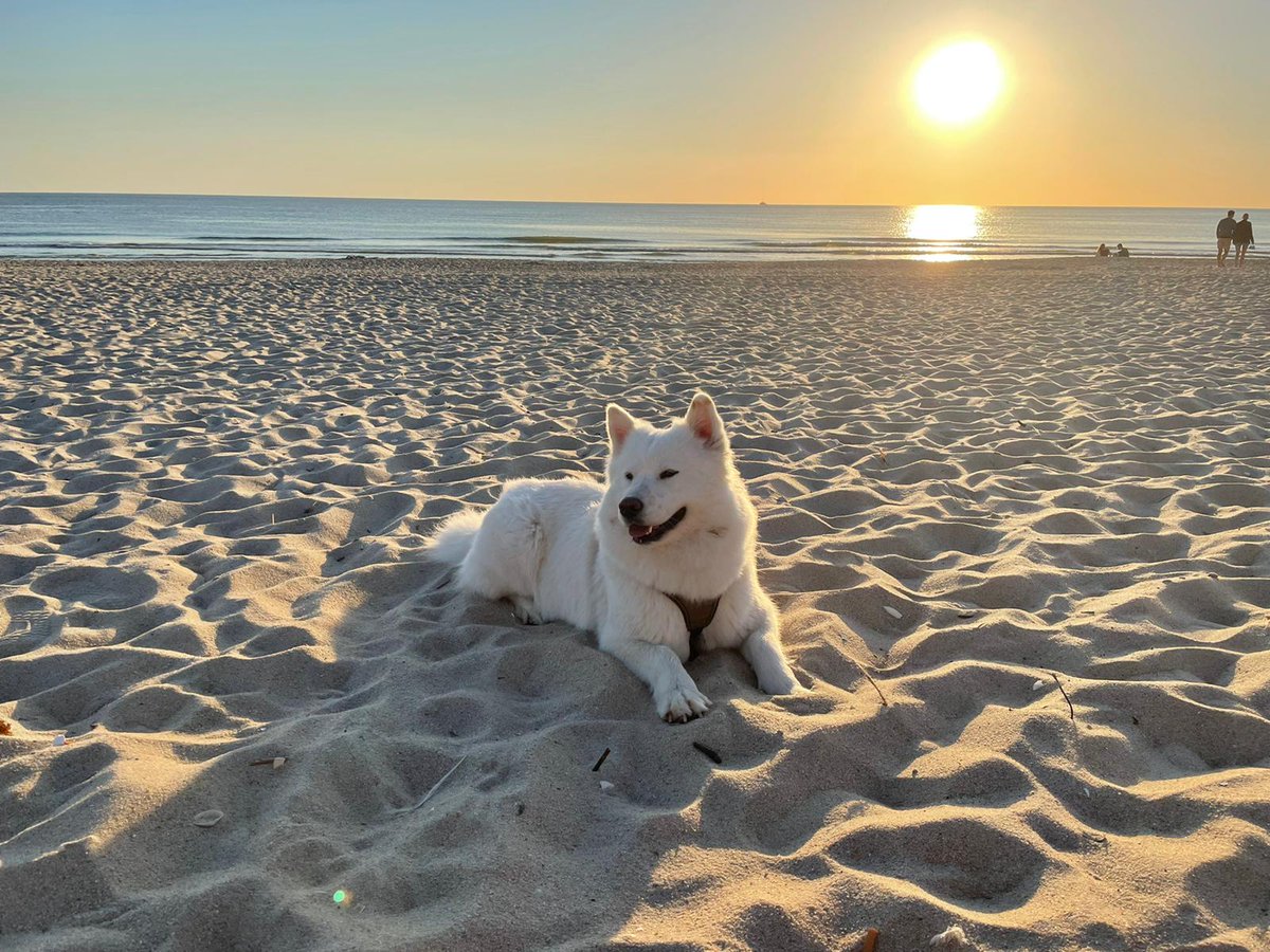 misses_sissy's tweet photo. @Misses_Sissy in Sylt - #love 💗#samojed #samoyed #dogsofinstagram #dog #samoyedlife #samoyedsofinstagram #samoyedpuppy #samoyedlove #samoyedlovers #samoyeddog #samoyedsmile #puppy #feature #samoyedpage #samoyedclub #dogstagram #dogs https://t.co/iix7sprbIQ
