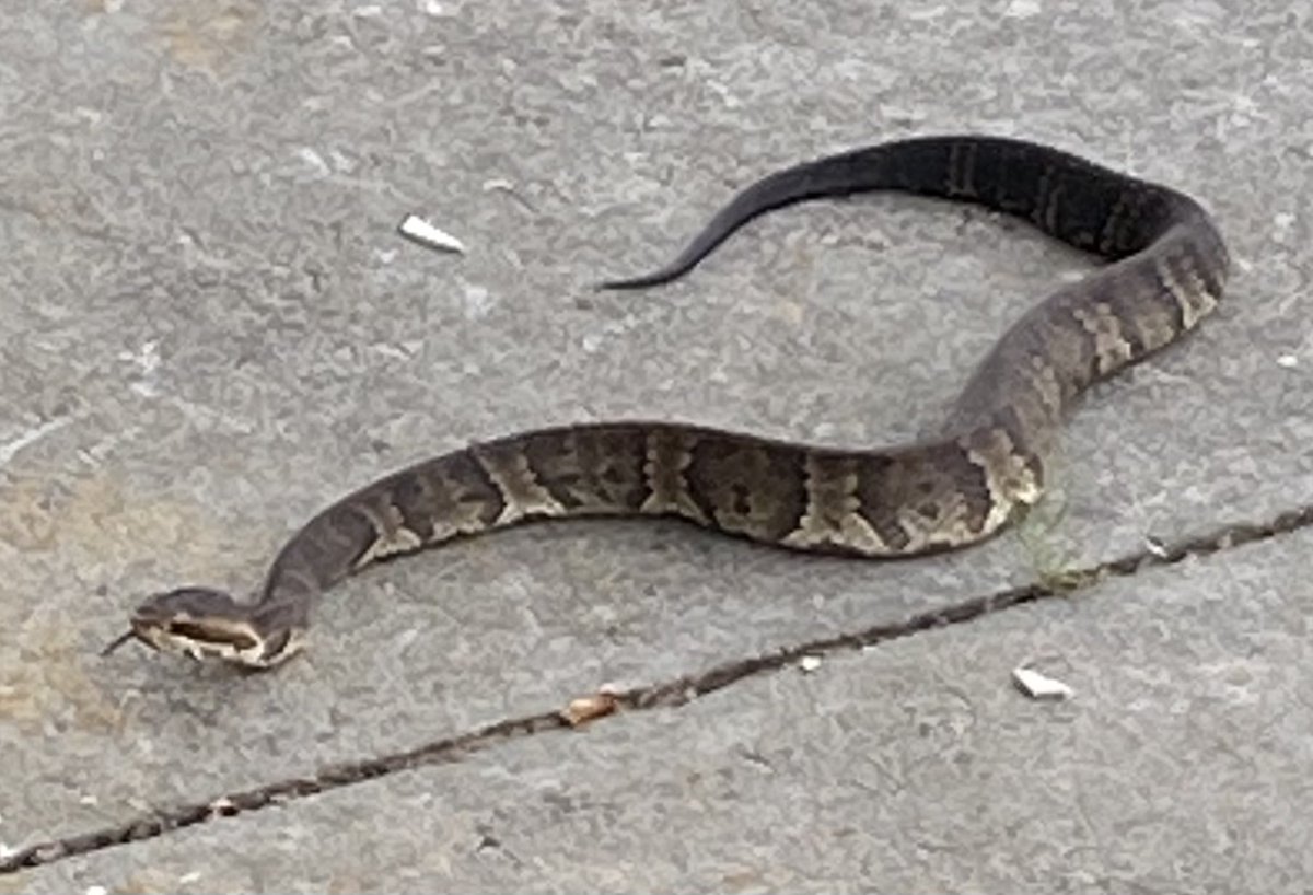 JimMcIlvaine's tweet image. I’ve owned firearms for many years &amp;amp; thankfully, never needed to use one until yesterday. So thankful my kids did the right thing when they found this #cottonmouth Thank you #FrontSight for the great training!
