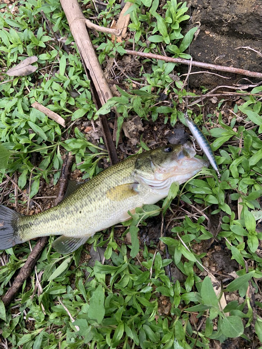 aacm3361's tweet image. 梅雨のステルスペッパーつよつよなんじゃ！
#ティムコ
#ステルスペッパー