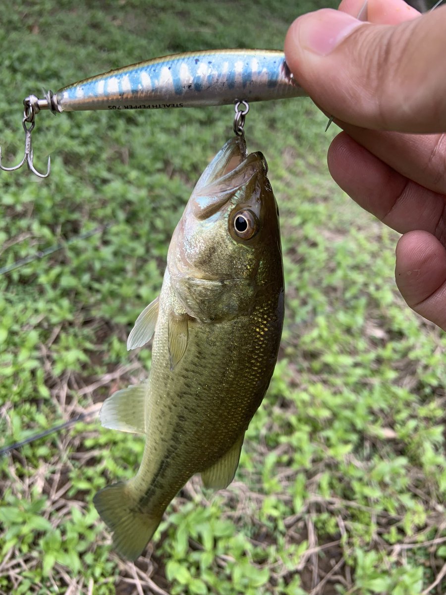 aacm3361's tweet image. 梅雨のステルスペッパーつよつよなんじゃ！
#ティムコ
#ステルスペッパー