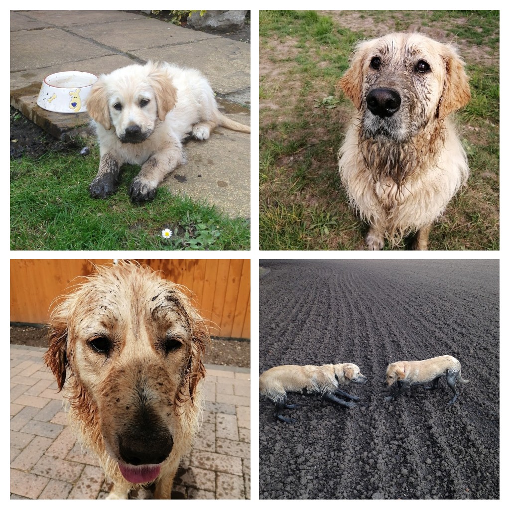 For today's #ThrowbackThursday I present my latest creation entitled 'Mud - a history through the ages' 😂😂😉 #dogsoftwitter #GoldenRetrievers #dogs #thursdaytreat #yourewelcome #nothingschanged