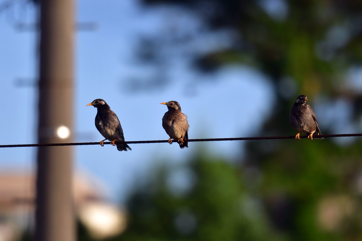 鳥の名前 Twitter Search