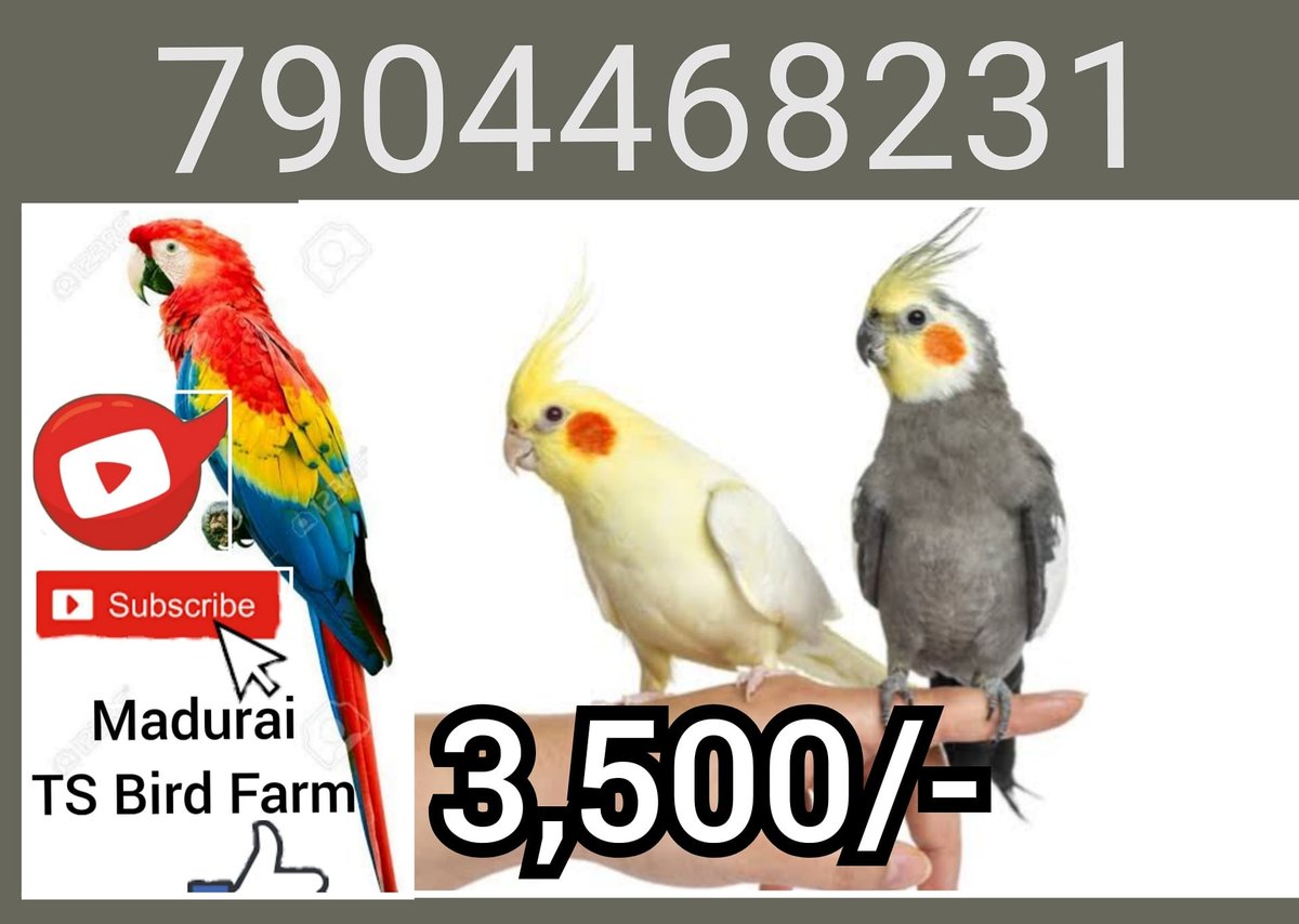 best running belt for dogs