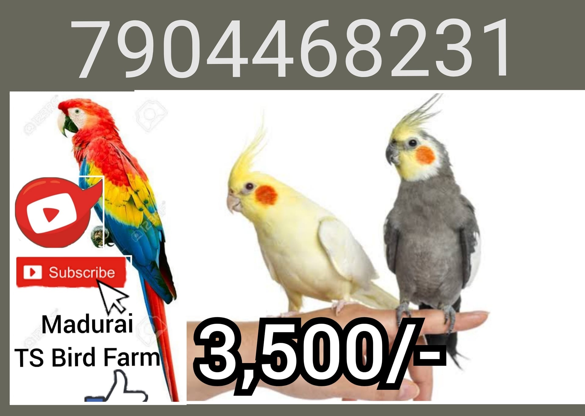 Types of sales birds in tamil
