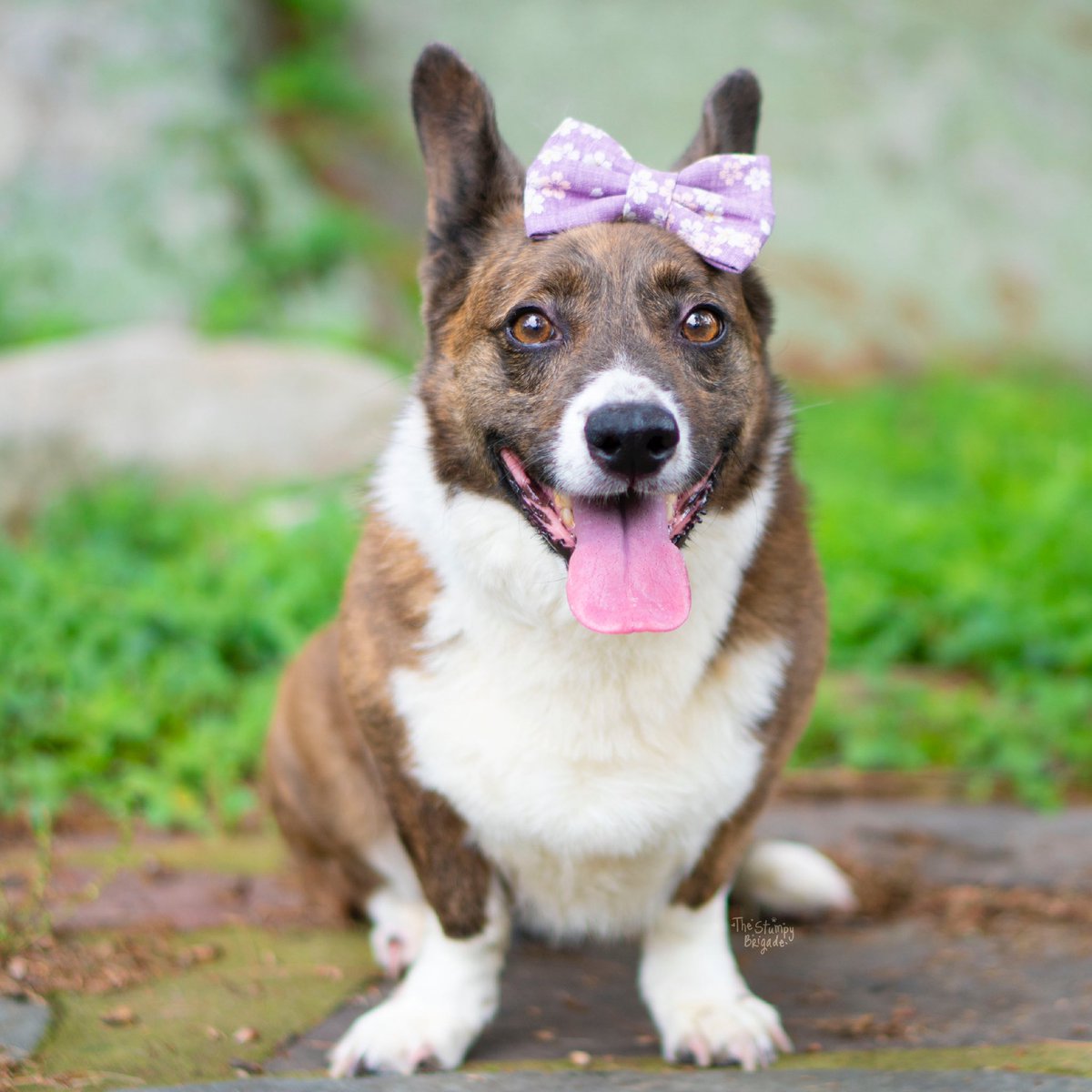 StumpyBrigade's tweet photo. A flower cannot blossom without sunshine, and a doggo cannot live without love ❤️ 
#SoShareSomeLoveWithEveryDoggoYouMeet #AndWatchThemBlossom #JoyWillSpreadFromYouToThem #AndBackAgain #DogsofTwittter #Dogs https://t.co/9tmFH3c3Wc