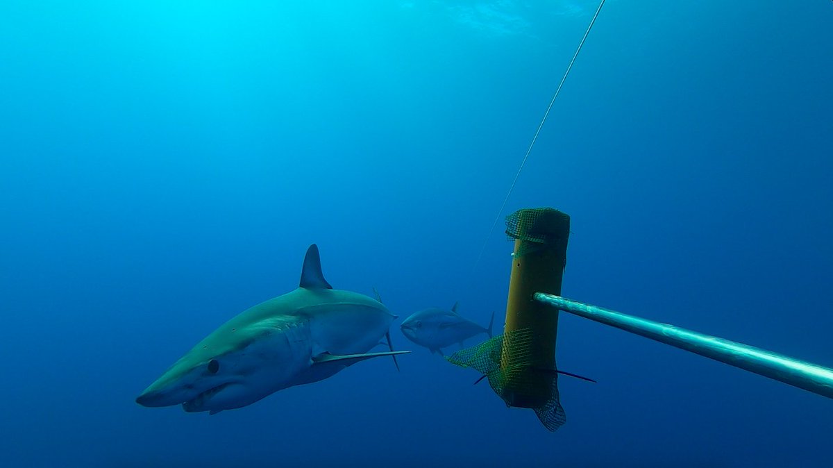 Zootopia in the Sicilian Channel: a young shortfin mako and bluefin tuna were best buddies Pantelleria banks. They were swimming together and checking out our bait canister. The #WSCS21 continues after this peculiar encounter in one of our #BRUV deployments.