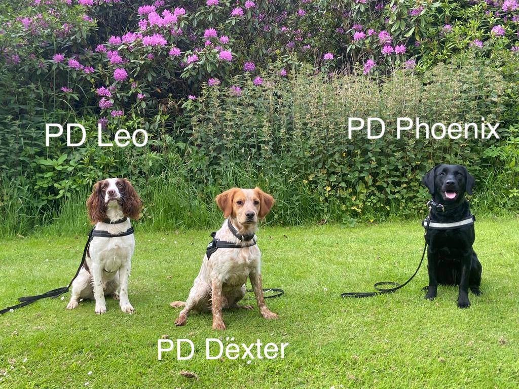 PSOSDogs's tweet photo. #Congratulations are in order for #PDLeo #PDDexter and #PDPhoenix who completed their Drugs and Firearms detection course, passing with flying colours. #WellDone #DealersBeware Theres no where to hide it that they cant find #PoliceDogsOfTwitter 🐾🏴󠁧󠁢󠁳󠁣󠁴󠁿 https://t.co/iCDaNOFkn9