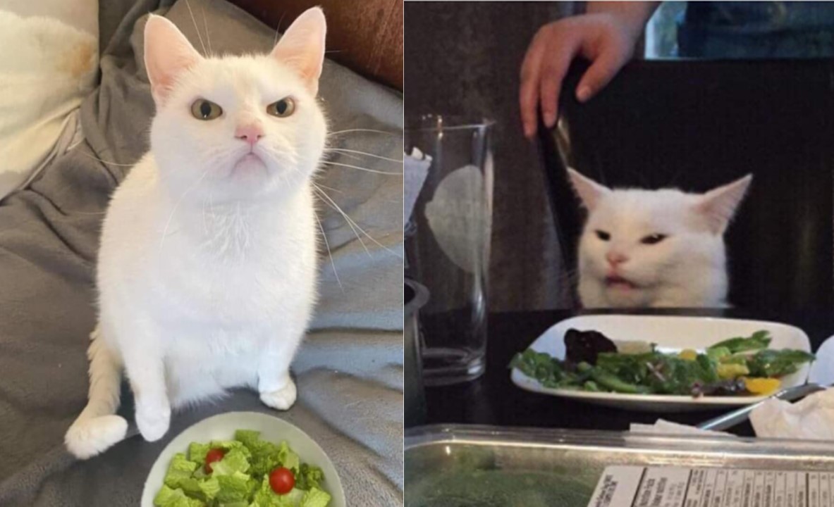 computer channel Transition Kees Teszelszky on Twitter: "Are you #hungry for #cat #meme #history? You can join our #warcnetchallenge #Meme-themed #resaw21 #warcnet #webarchiving #twitterchallenge. #cat #cats More information: https://t.co/7dDnBgl3DC https://t.co/NVAFzcrdIq" / Twitter computer channel Transition Kees Teszelszky on Twitter: "Are you #hungry for #cat #meme #history? You can join our #warcnetchallenge #Meme-themed #resaw21 #warcnet #webarchiving #twitterchallenge. #cat #cats More information: https://t.co/7dDnBgl3DC https://t.co/NVAFzcrdIq" / Twitter