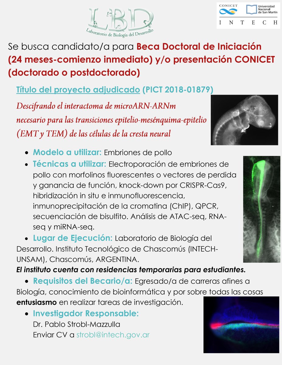 IntechChascomus's tweet photo. Búsqueda de candidato para Beca Doctoral CONICET.
@PstroblM  @lbd_intech  @CONICETLaPlata @CONICETDialoga @CICPBA @unsamoficial  @IntechChascomus https://t.co/Lv7kE4echR