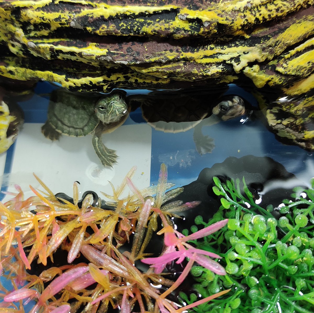 Ky_mikazuki's tweet photo. これから亀ちゃん達を飼い始めます!
ココアとココロで〜す!🤎💚
#Emydurasubglobosa
#Trachemysscriptaelegans https://t.co/4HRoFXCF4Q