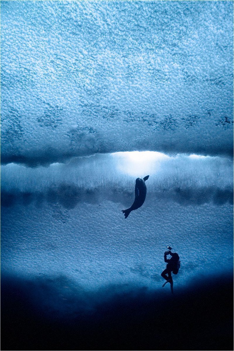 AntarcticaSouth's tweet image. The #MadridProtocol prioritizes the protection of Antarctica as a wilderness for aesthetic and scientific value. Global leaders must respond and renew their commitment to Antarctic protection. Learn more: asoc.org/explore/securi… @AntarcticTreaty @CCAMLR1 Photo credit: John Weller