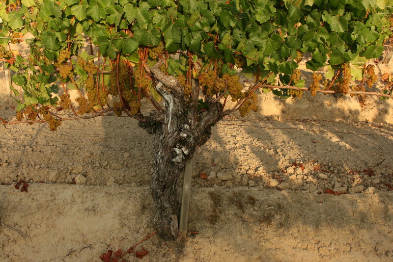 Santé Food.Wine.Spirits (@isante) on Twitter photo The #California #wine community is excited to reconnect with trade partners around the globe during the #economy #reopening. Hear our take on these Cali #wines! <a href="/CliffLedeWine/">Cliff Lede Vineyards</a> <a href="/DuttonGoldfield/">Dutton-Goldfield Winery</a> <a href="/JamiesonRanch/">Jamieson Ranch Vineyards</a> <a href="/NewtonVineyard/">Newton Vineyard</a> <a href="/RamsGateWinery/">Ram's Gate Winery</a> #winetasting
santemagazine.com/the-dozen-cali… The #California #wine community is excited to reconnect with trade partners around the globe during the #economy #reopening. Hear our take on these Cali #wines! <a href="/CliffLedeWine/">Cliff Lede Vineyards</a> <a href="/DuttonGoldfield/">Dutton-Goldfield Winery</a> <a href="/JamiesonRanch/">Jamieson Ranch Vineyards</a> <a href="/NewtonVineyard/">Newton Vineyard</a> <a href="/RamsGateWinery/">Ram's Gate Winery</a> #winetasting
santemagazine.com/the-dozen-cali…
